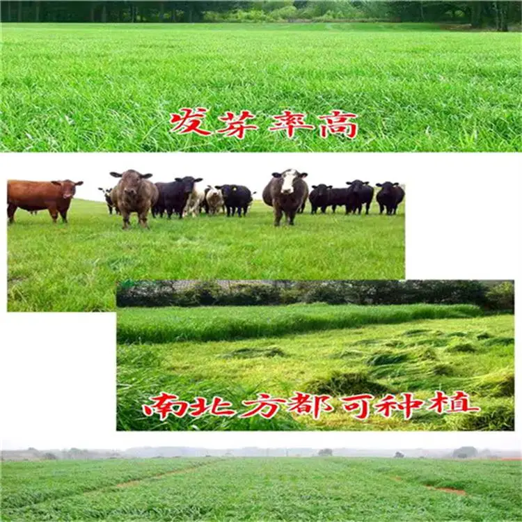 水域生态修复草种企业每袋50公斤丹东经销批发
