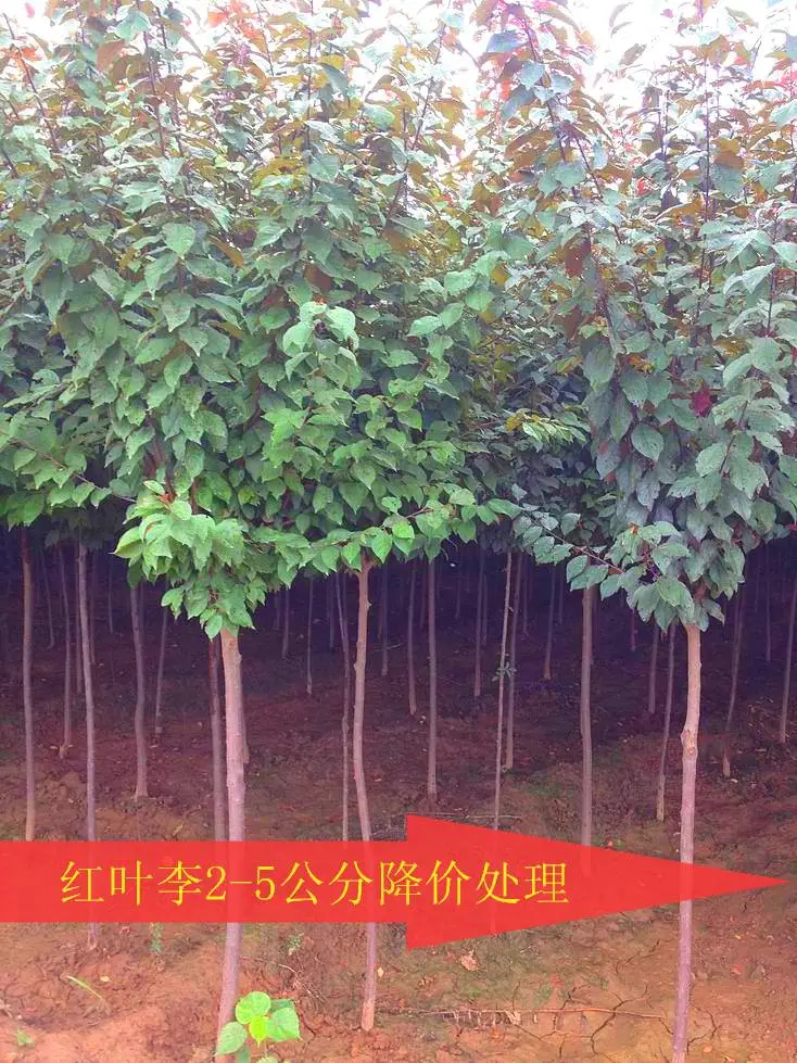 红叶李种植基地-行道绿化红叶李-紫叶李供应