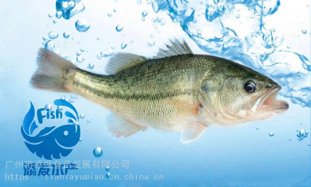 广东淡水加州鲈鱼苗批发鲈鱼苗繁育基地鲈鱼苗水花出售