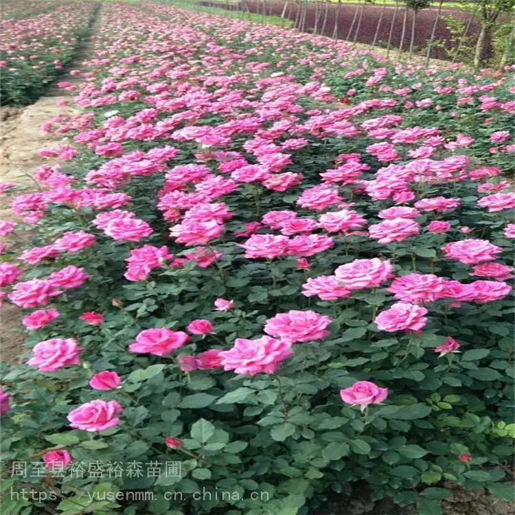 关中西安本地苗圃 园林观花植物 营养杯月季苗 本地花木小苗