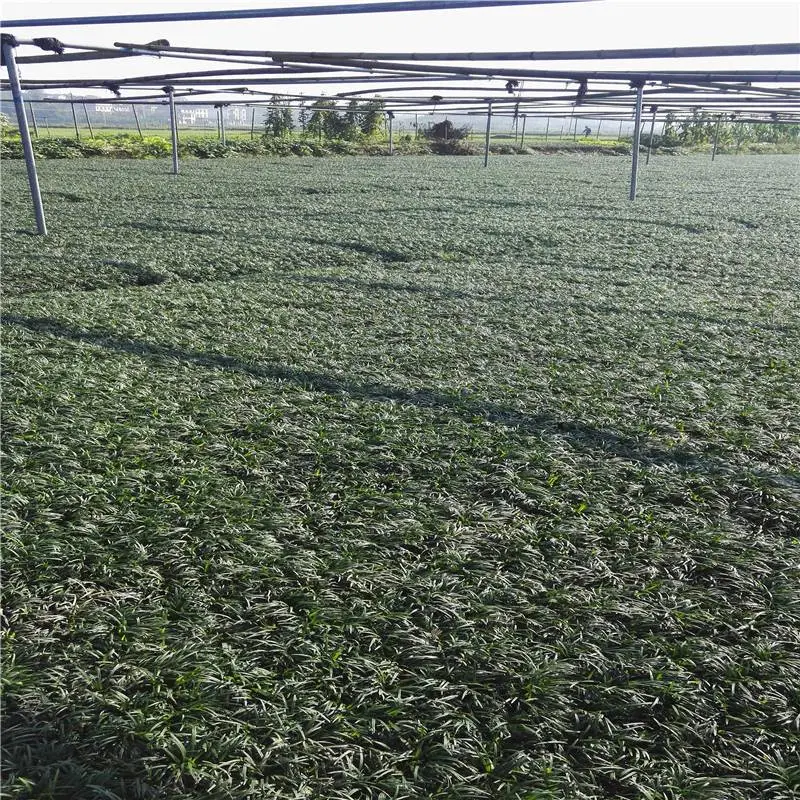 贵州黔东南杜鹃苗基地价质优良