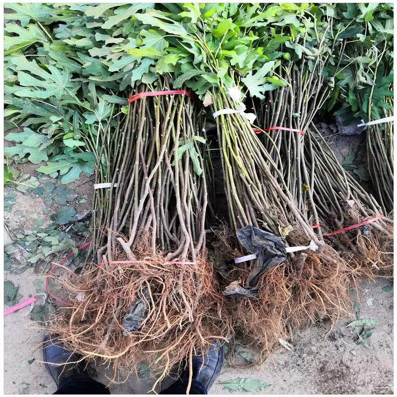 湖北一年生无花果果苗 波姬红无花果树苗 保湿邮寄无花果树苗