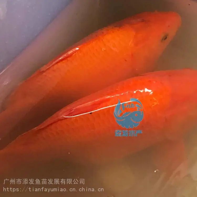 广东红鲤鱼苗批发红鲤鱼苗繁育基地兴国红鲤鱼苗