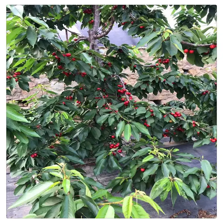 济南樱桃苗出售 齐早樱桃树苗早熟品种 出售一公分嫁接樱桃苗