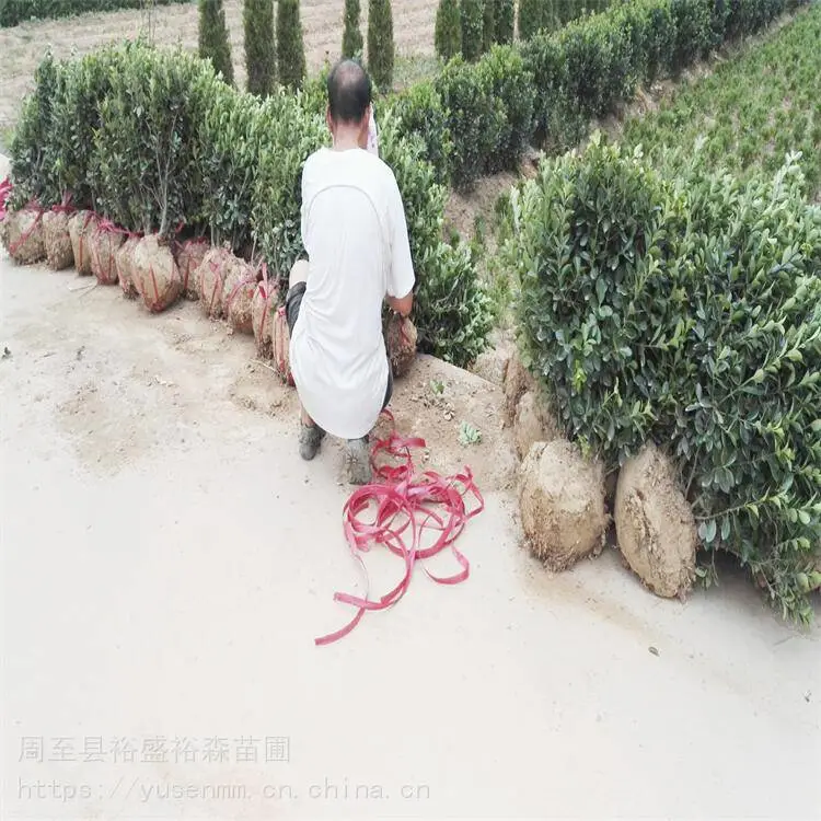 北方苗木基地 绣线菊 种子花苗园林 龙爪槐