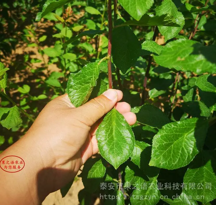 蜂糖李树苗、蜂糖李树苗***的育苗技术