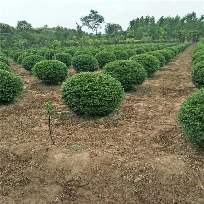 陕西红叶李-低分支红叶李-绿化苗木基地