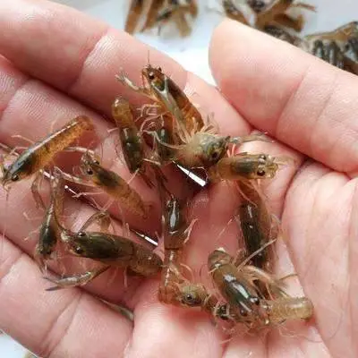 淡水澳洲龙虾苗批发商 基地直销快大澳龙苗 广东淡水龙虾苗咨询热线