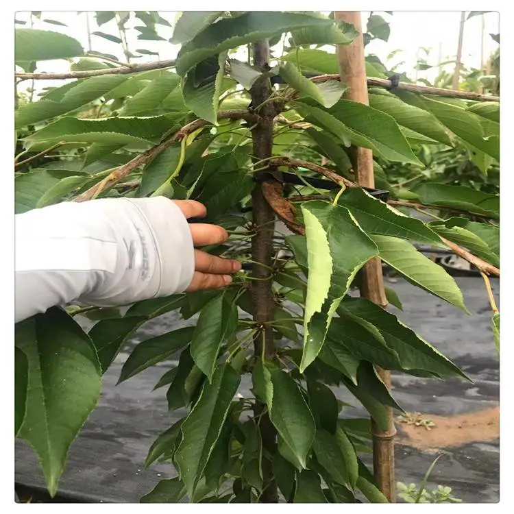 济南樱桃苗出售 齐早樱桃树苗早熟品种 出售一公分嫁接樱桃苗