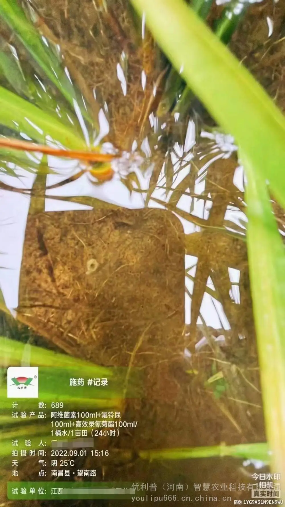水稻钻心虫二化螟解决方案，水稻钻心虫危害，优利普抗性钻心虫解决方案