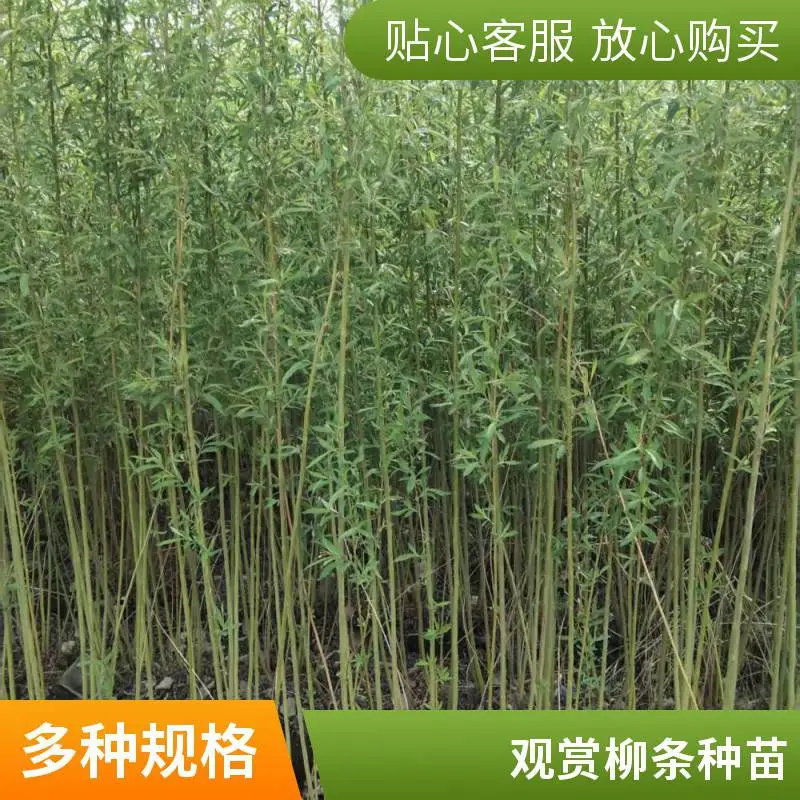 源头供应柳枝稷小苗 耐干旱 对土壤要求不严 易栽培 绿化工程苗
