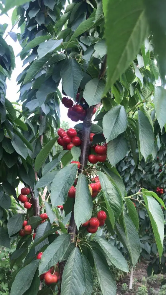 黄蜜樱桃苗当年挂果桑提娜樱桃苗注意事项
