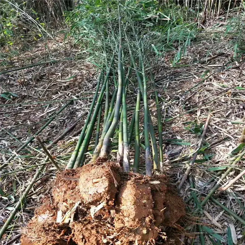 重庆高新区幼苗的价格相互信任