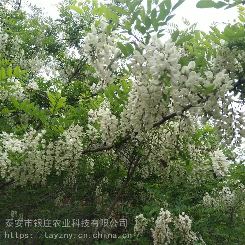 泰安刺槐苗基地直销 常年供应批发刺槐小苗价格 洋槐苗产地