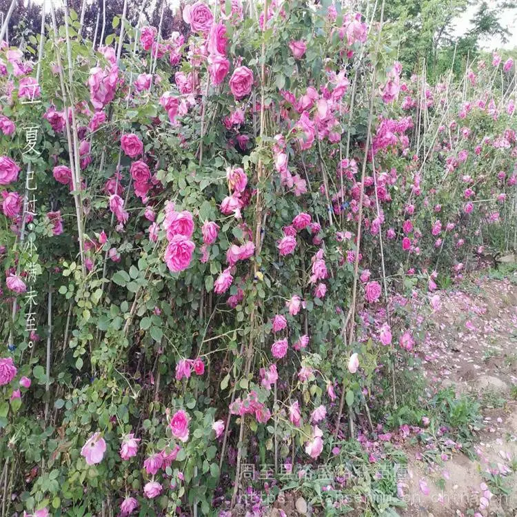 杨凌苗圃五彩月季爬藤苗-花墙围栏-藤本彩虹月季小苗