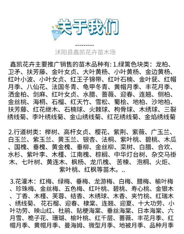 郑州棣棠球图片鑫凯花卉常年供应量大***