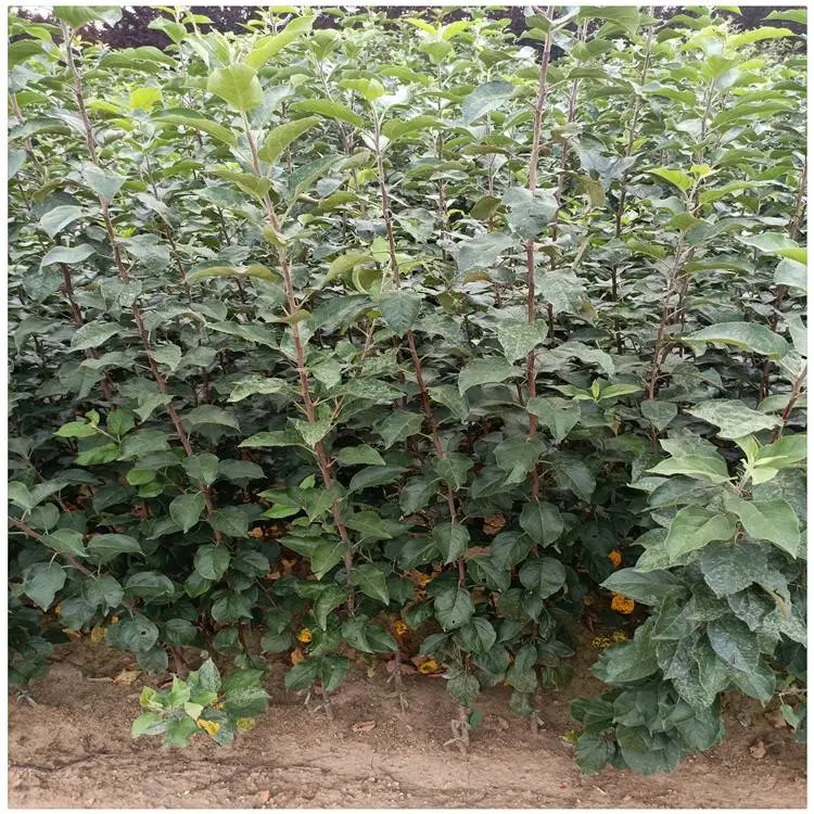 东营苹果树苗基地 中秋王苹果苗 一年苹果苗量大供应