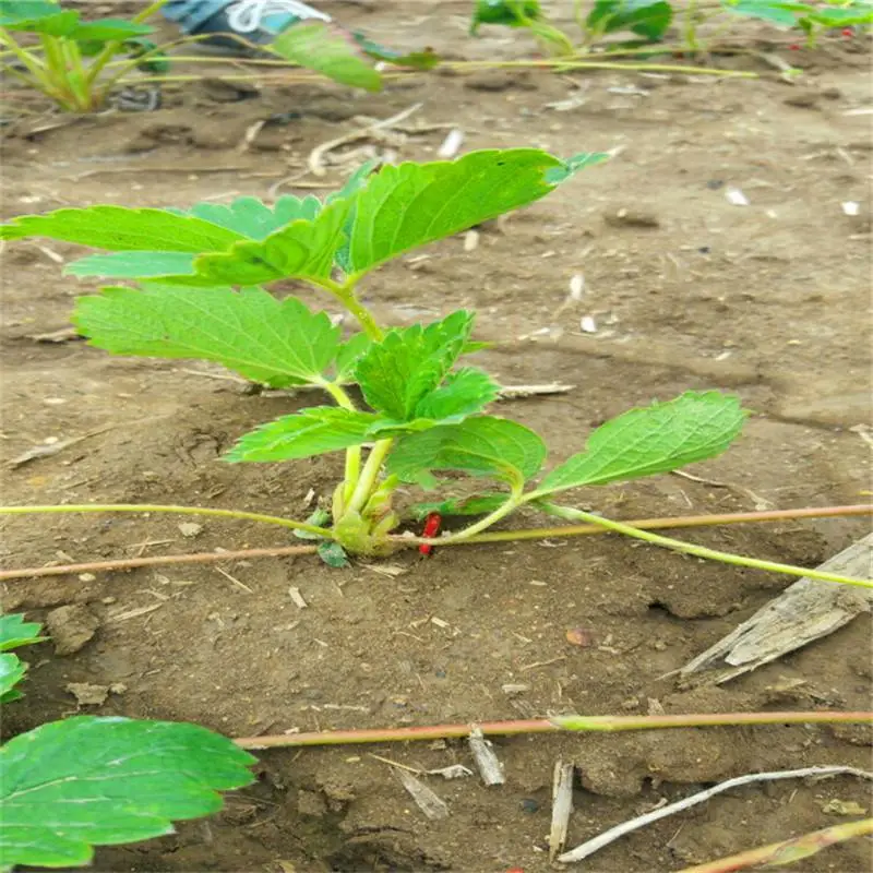 丰香草莓苗哪里有基地