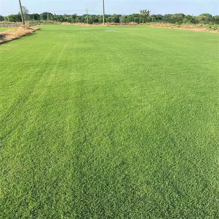 出售百慕大草坪 道路建设草皮 护坡固堤保土 PH=3.0