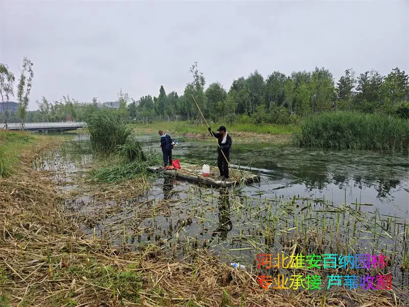 承接收割芦苇 收割水草 收割沉水植物 专业收割水下各种水生植物