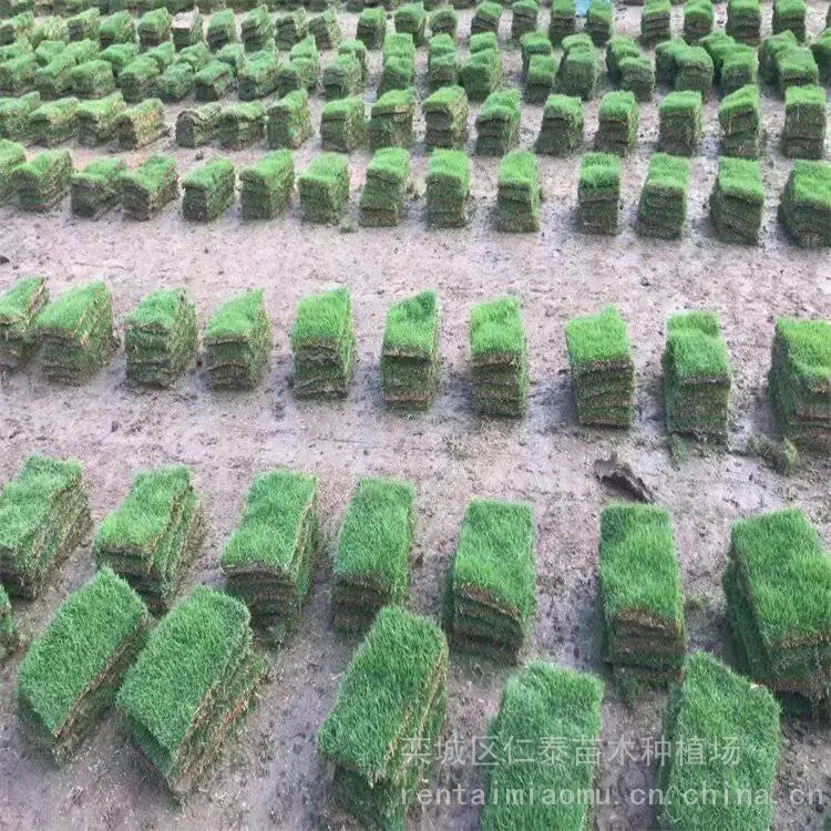 成活***的草坪品种有哪些草坪 混播草皮卷 木槿种子