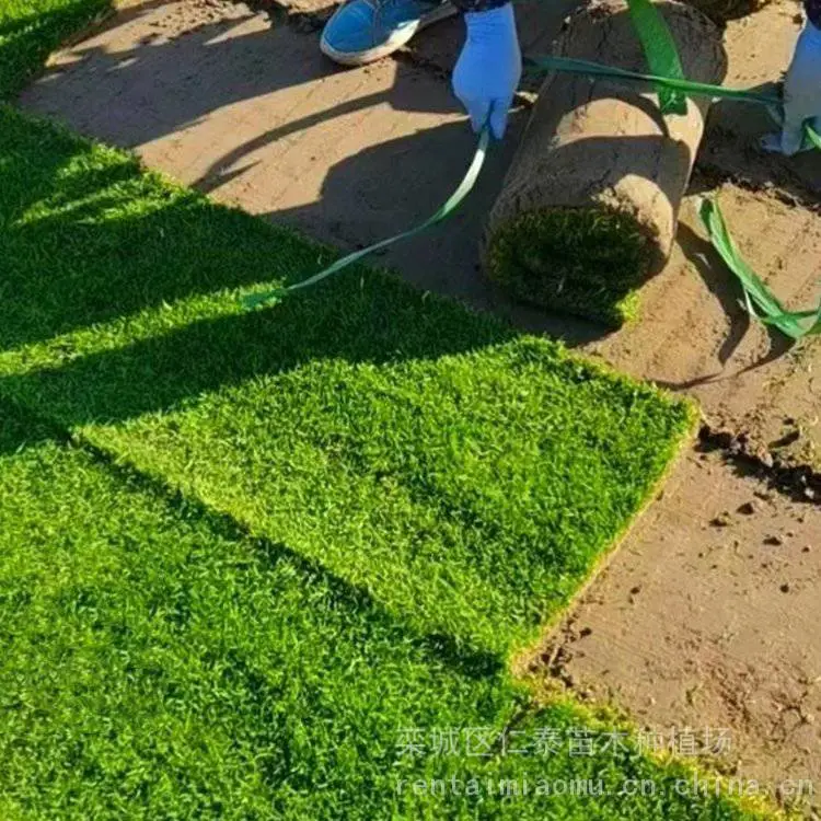 草坪多少钱一方 老鹰草草坪 草皮卷 野菊花种子