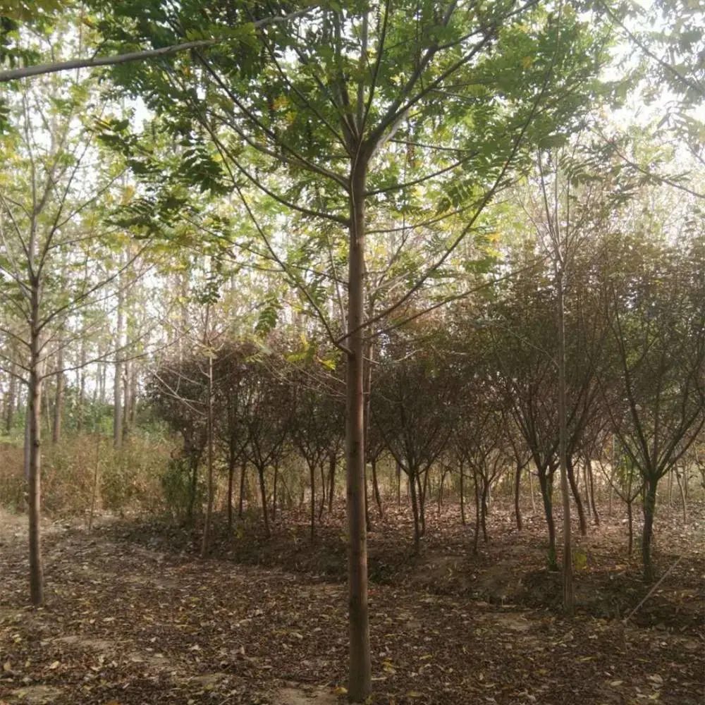 出售 枫杨树 苗圃现货 现挖现卖 杆直冒圆 树形好看