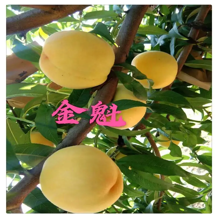 临沂批发桃树苗 ***晚熟桃树苗 1.5公分桃树实生苗批发