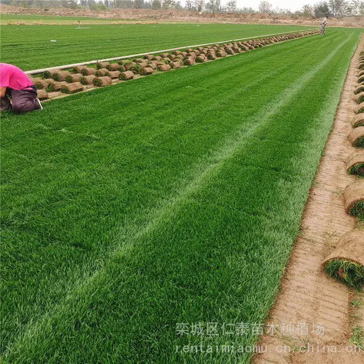 足球场草坪 黑麦草草坪 草皮卷 多头向日葵种子