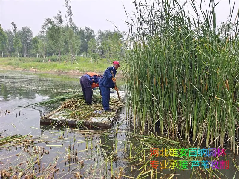 承接北京芦苇收割 北京公园芦苇收割 北京湿地芦苇收割 专业的活找专业的人