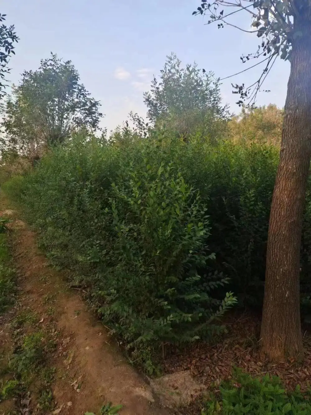 陕西安康二乔苗木榆树苗基地批发上车价格,5公分榆树苗厂家批发,榆树小苗产地报价