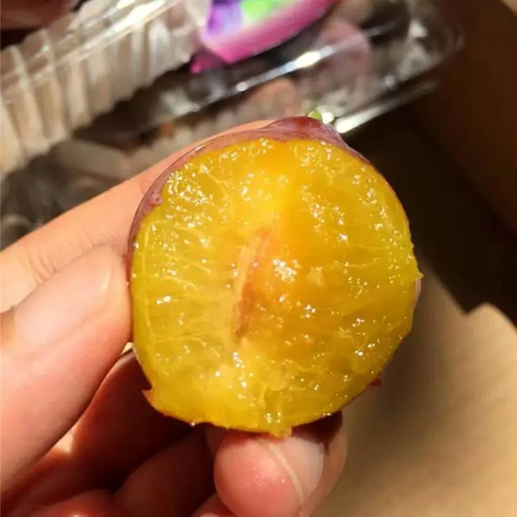 东北耐寒西梅基地法兰西梅苗当天挖苗顺丰速递西梅苗好成活