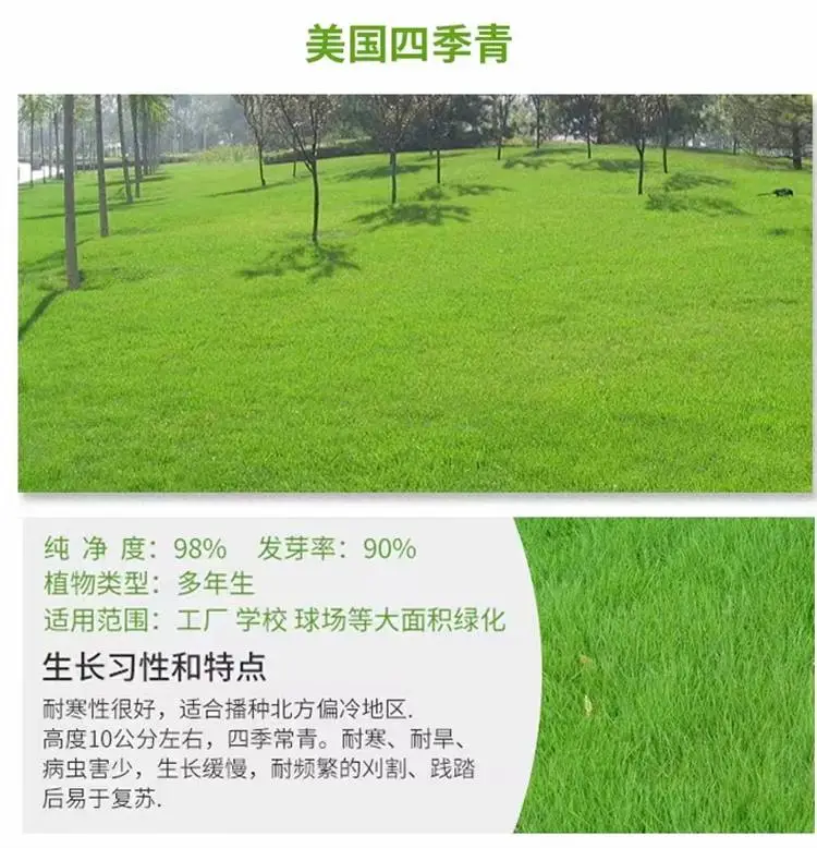 披碱草种子天猫供货进口一级广西百色经销批发