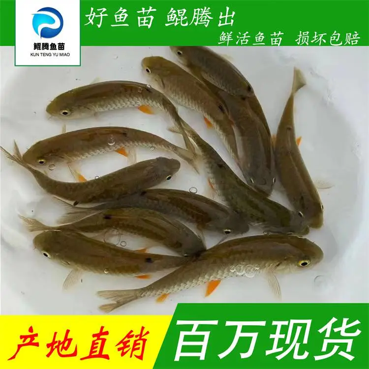 军鱼苗 倒刺鲃 黄娟鱼苗 冷水鱼 观赏鱼 爱跳溪流水下精灵