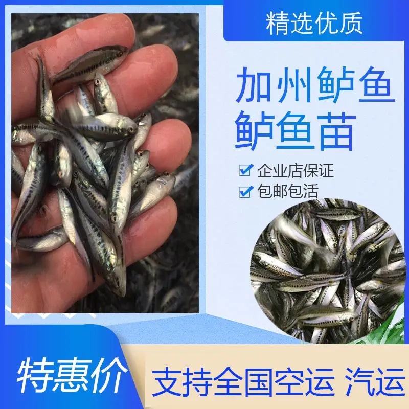 河南郑州成活***加州鲈鱼苗的培育 澳洲宝石鲈鱼苗批发采购