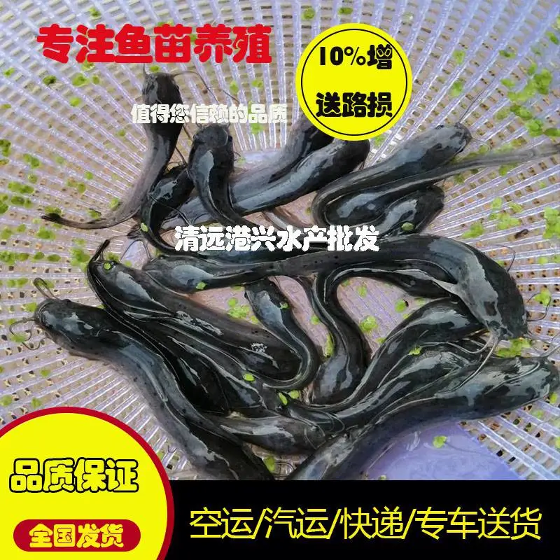 浙江塘鲺鱼苗本地塘虱鱼苗养殖技术