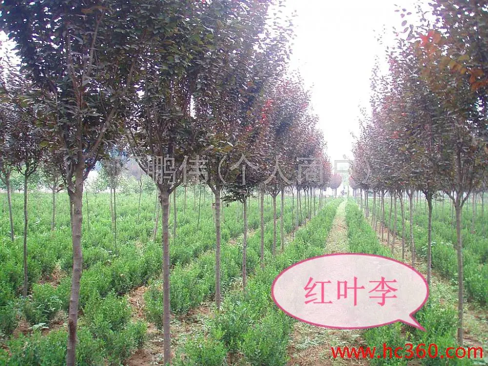 陕西红叶李-低分支红叶李-绿化苗木基地