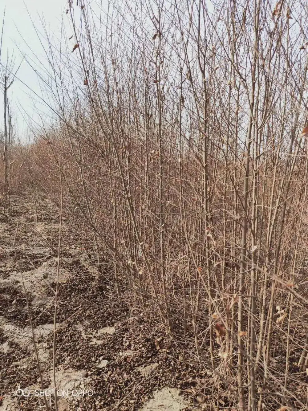 陕西渭南二乔苗木榆树小苗槐3公分基地价格,4公分榆树苗厂家批发,榆树小苗产地报价