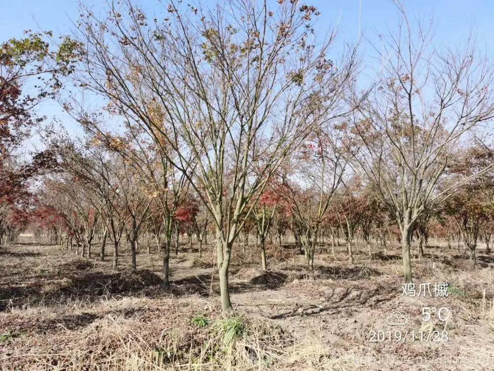 小叶鸡爪槭基地 源头工厂 园林工程绿化鸡爪苗