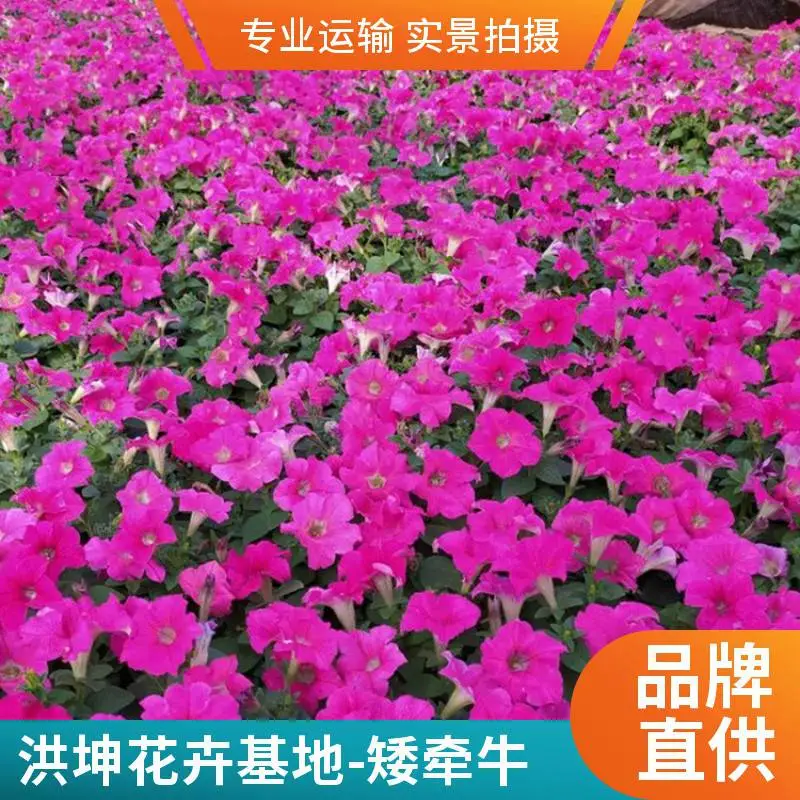 矮牵牛 矮牵牛基地供货 牵牛花批发 矮牵牛价 格 工程花苗 容器苗供货