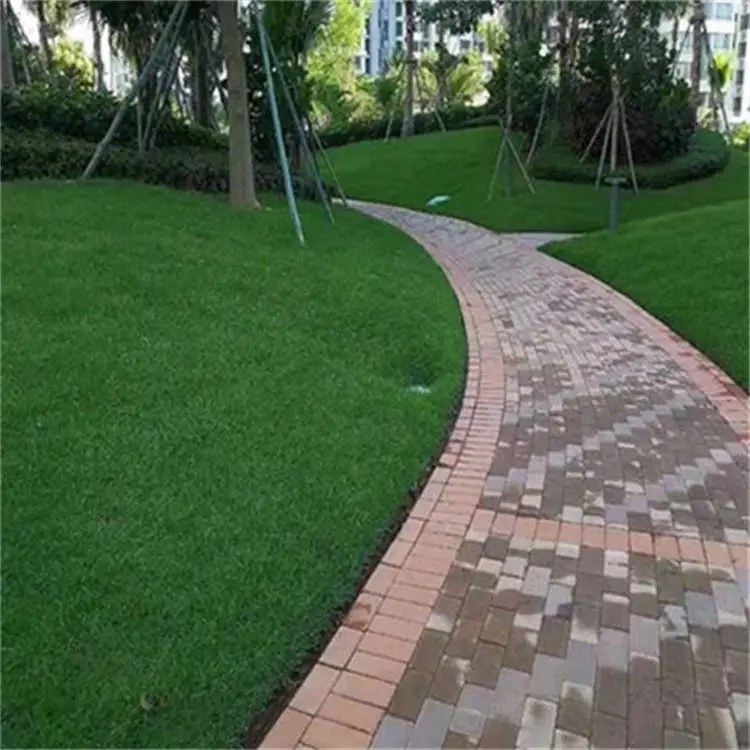 宁夏吴忠常青草种草籽厂家批发护坡绿化草籽草种籽