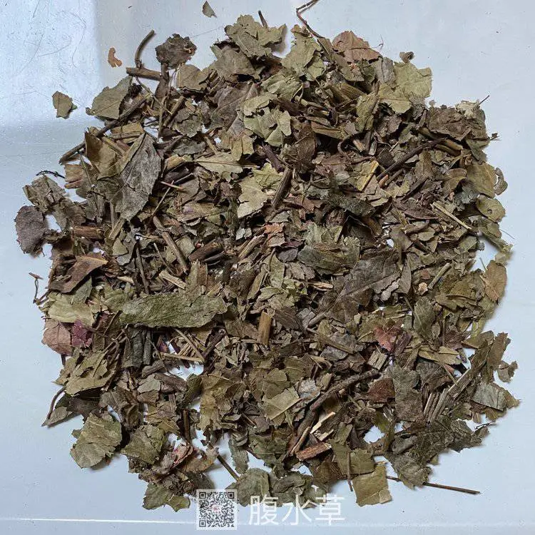 中药材腹水草/腹水草有卖 质量可靠