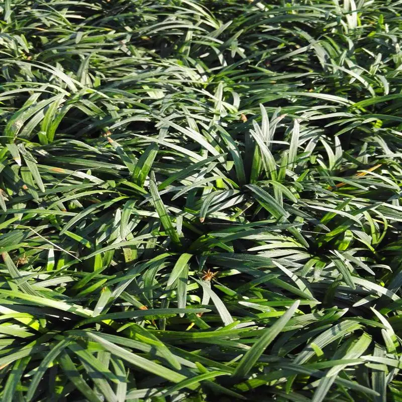 重庆开县杜鹃杯苗价格至高享受