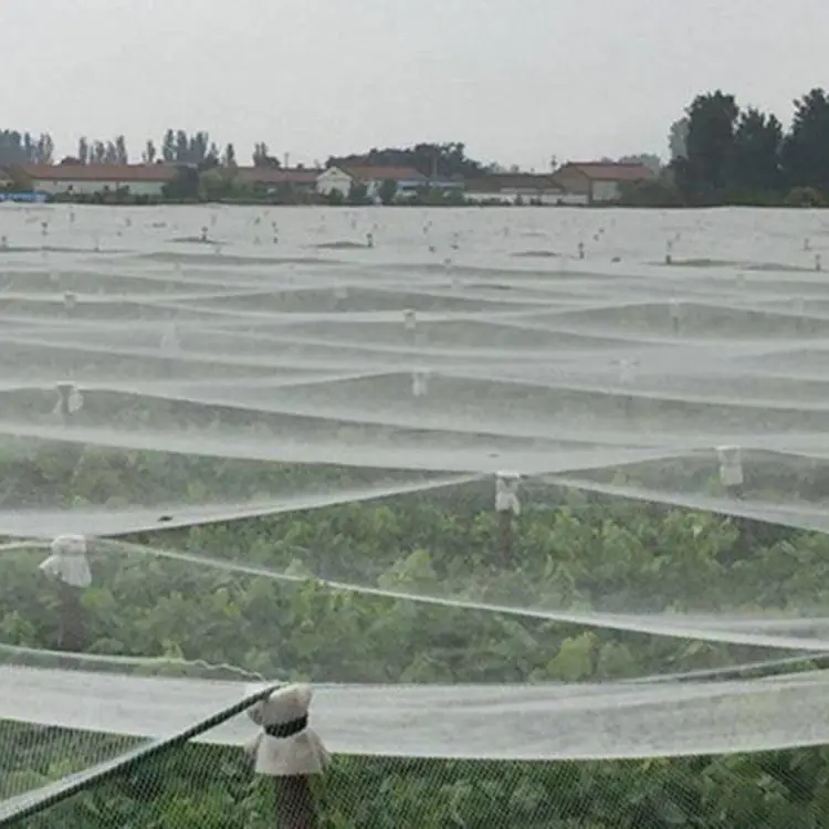 农场果园高密度聚乙烯防雹网 稻谷种植哦防冰雹网小孔菱形网