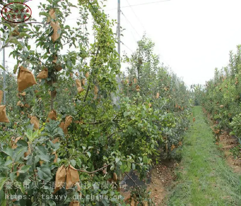 苹果苗价格、123苹果树苗价格、1公分苹果苗