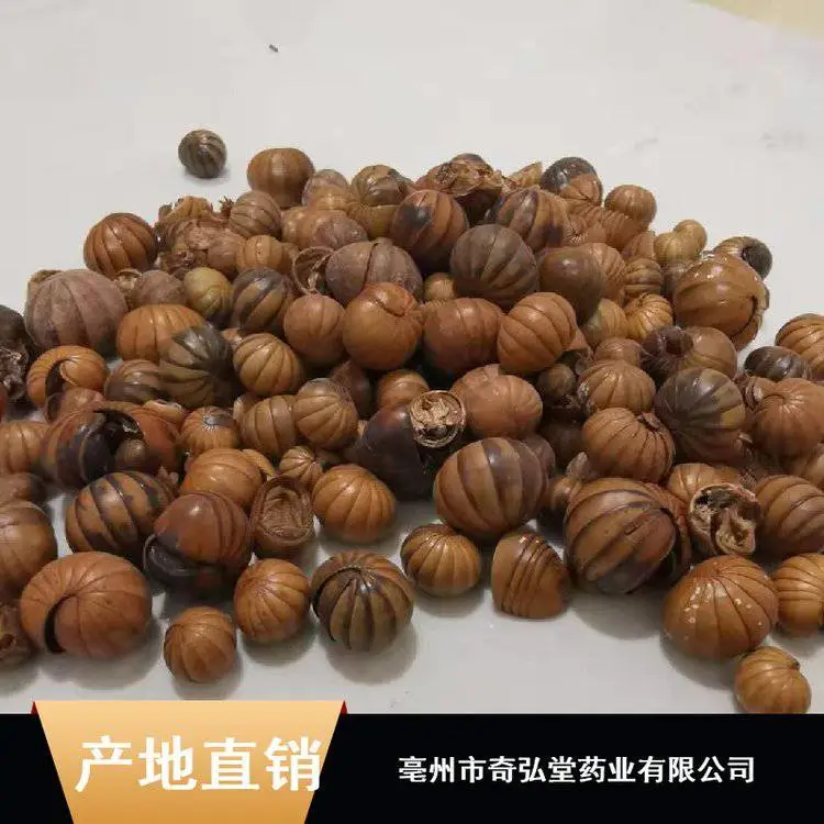 药用滚山虫粉_草药滚山虫_野生滚山虫产地