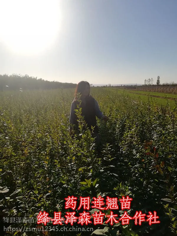 连翘苗哪里多 山西连翘主产区 中药材连翘苗供应商 1-2-3年连翘苗