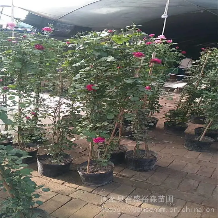 周至大花爬藤月季-花墙围栏-多花期黄花爬藤月季