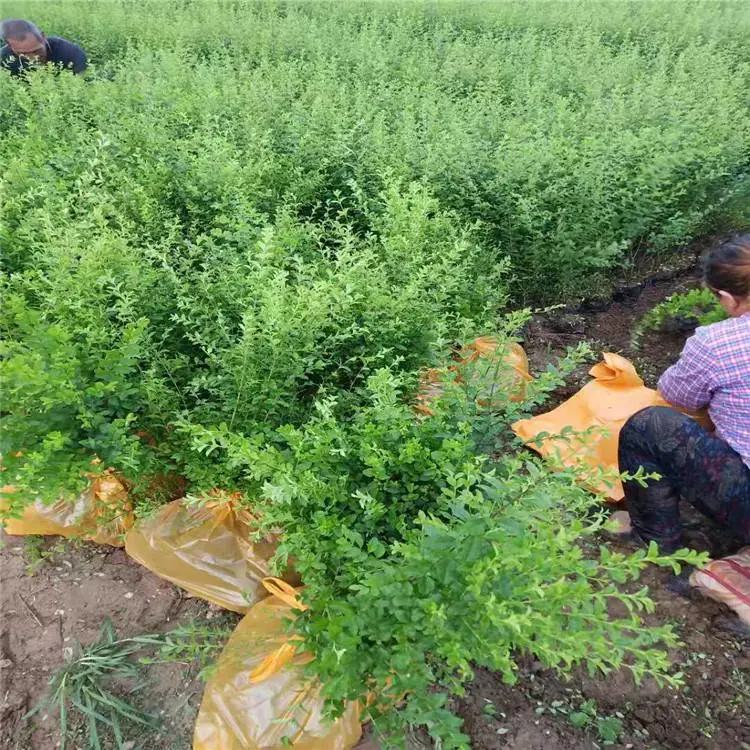 周至大型苗圃-西北苗木基地-耐寒耐旱四季常青苗木