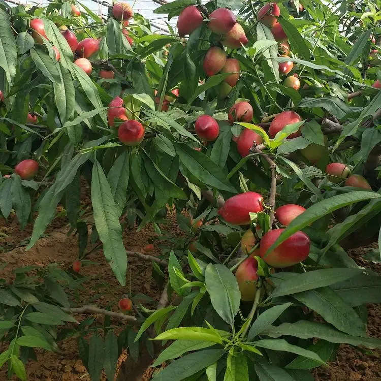 辽宁黄油桃苗 黄蜜油桃树苗